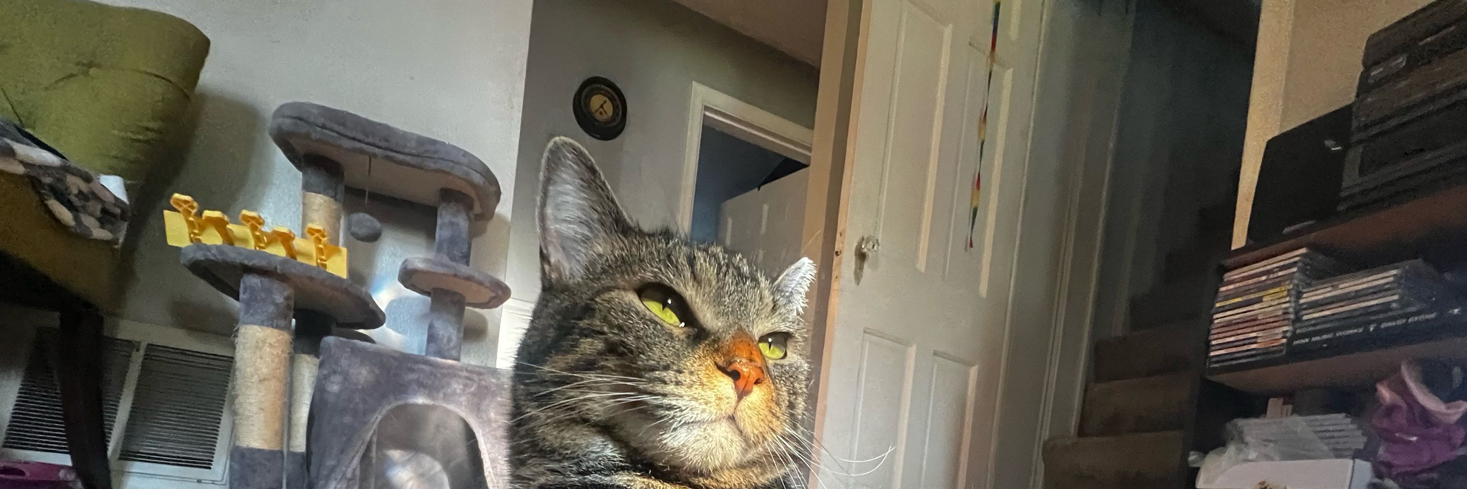 🐱Sylv