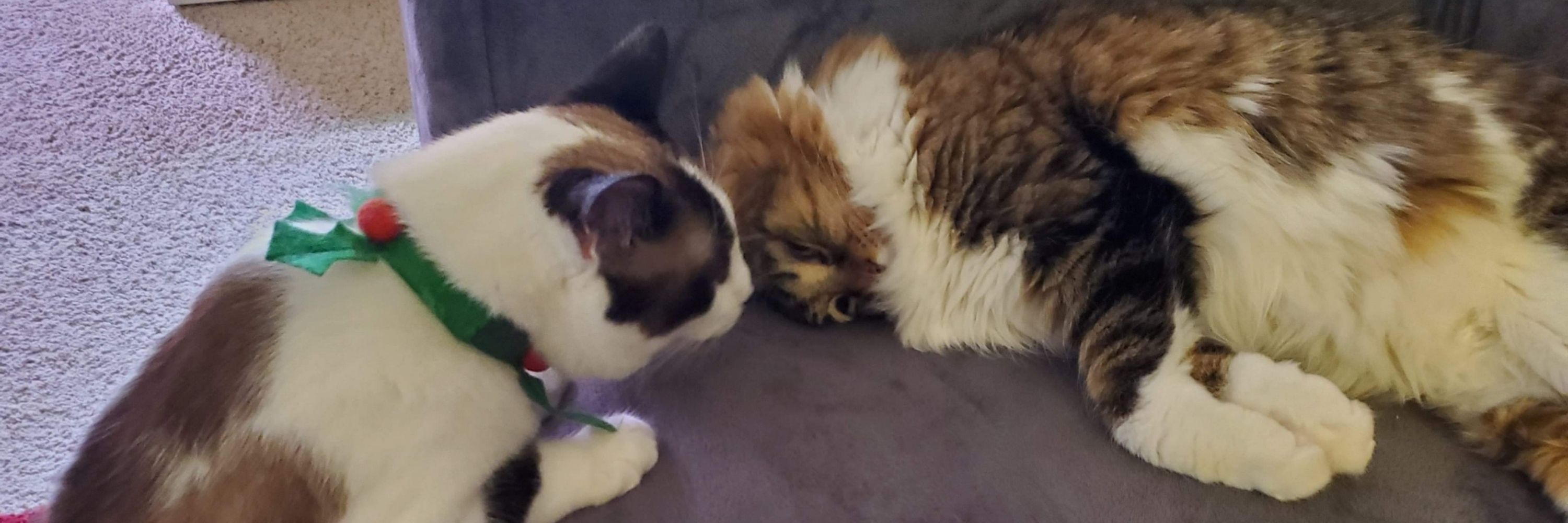 Peanut and Monkey, sometimes Waddles