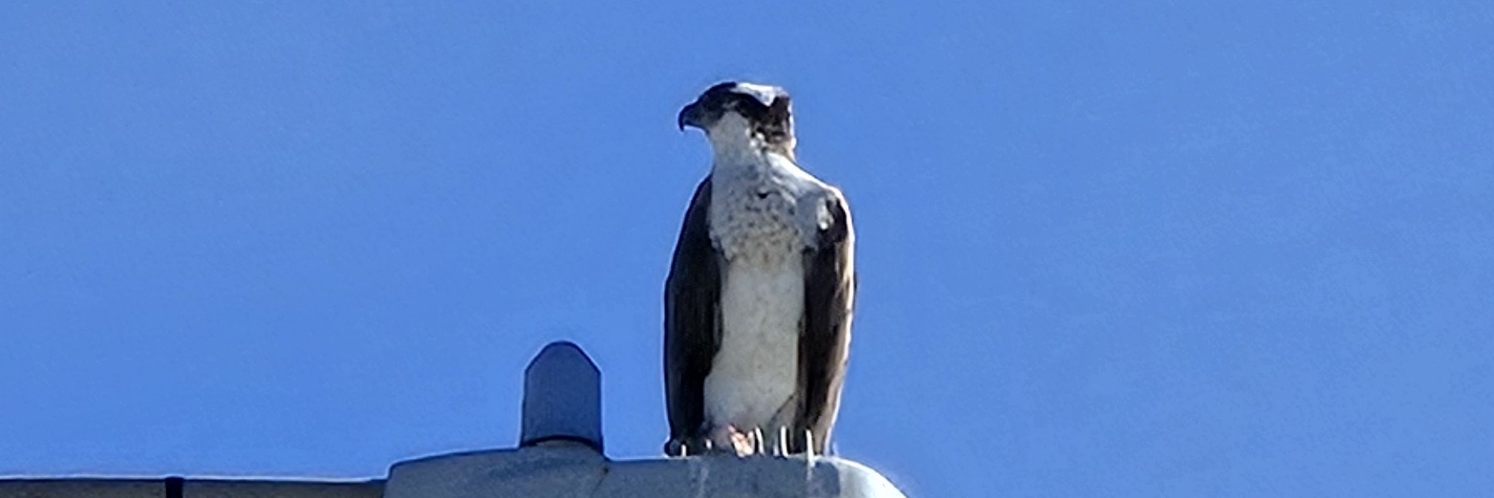 Predator