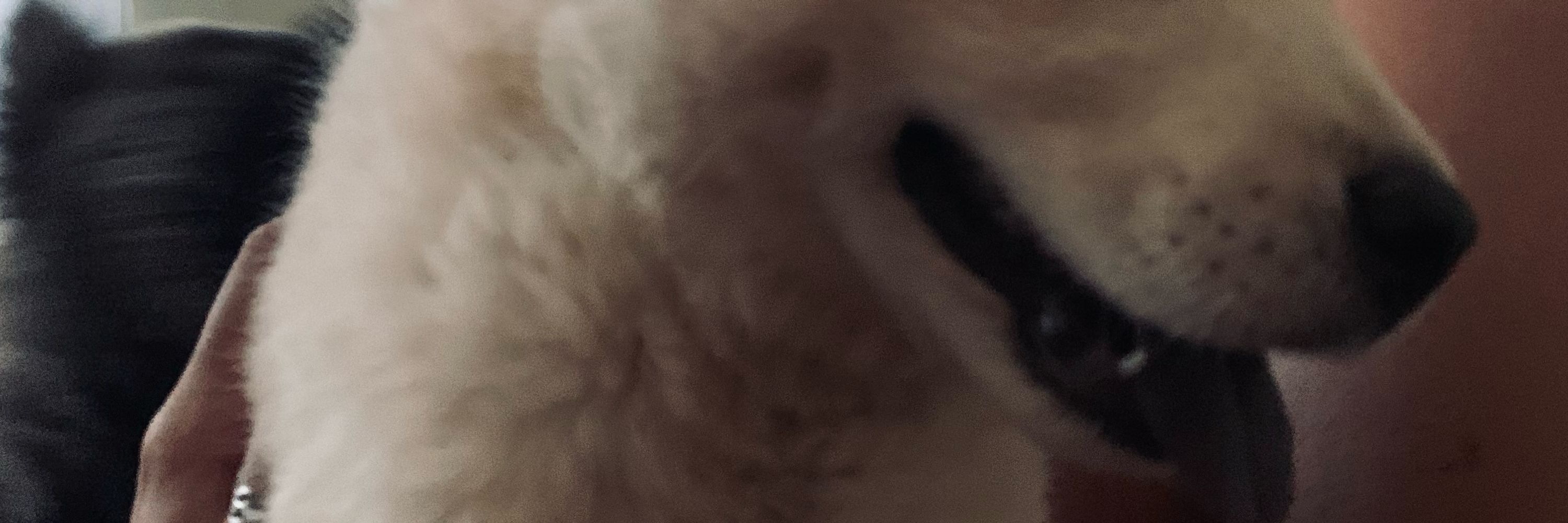 c' 𓃠