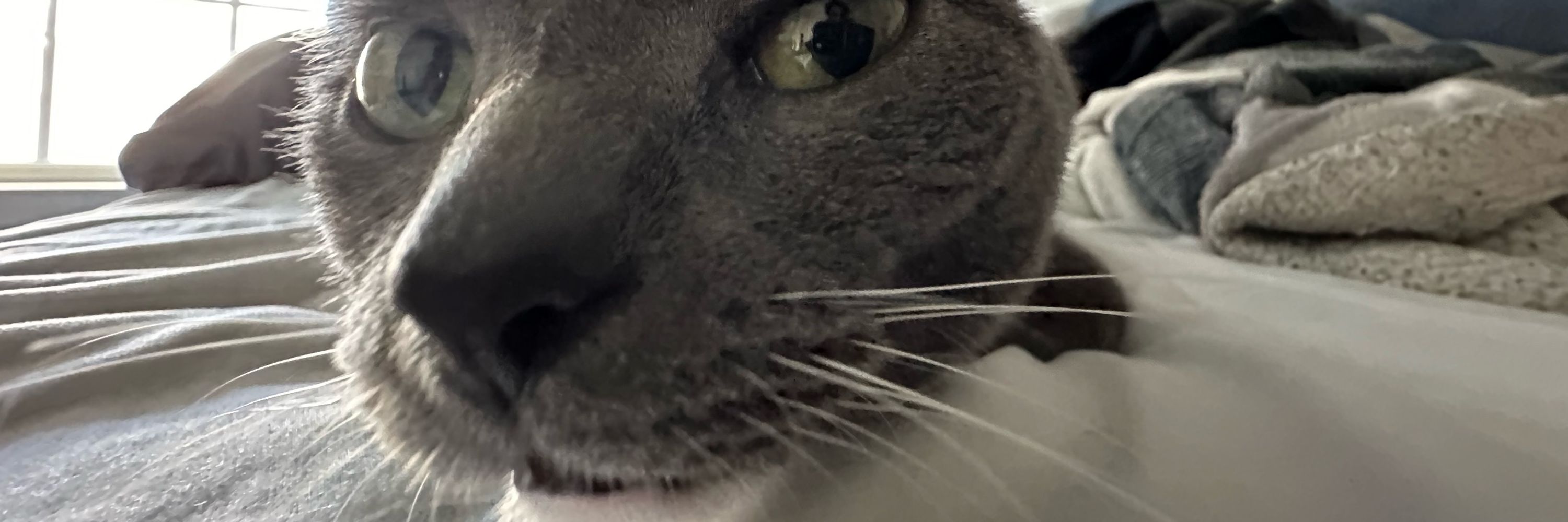 toast 🏳️‍⚧️