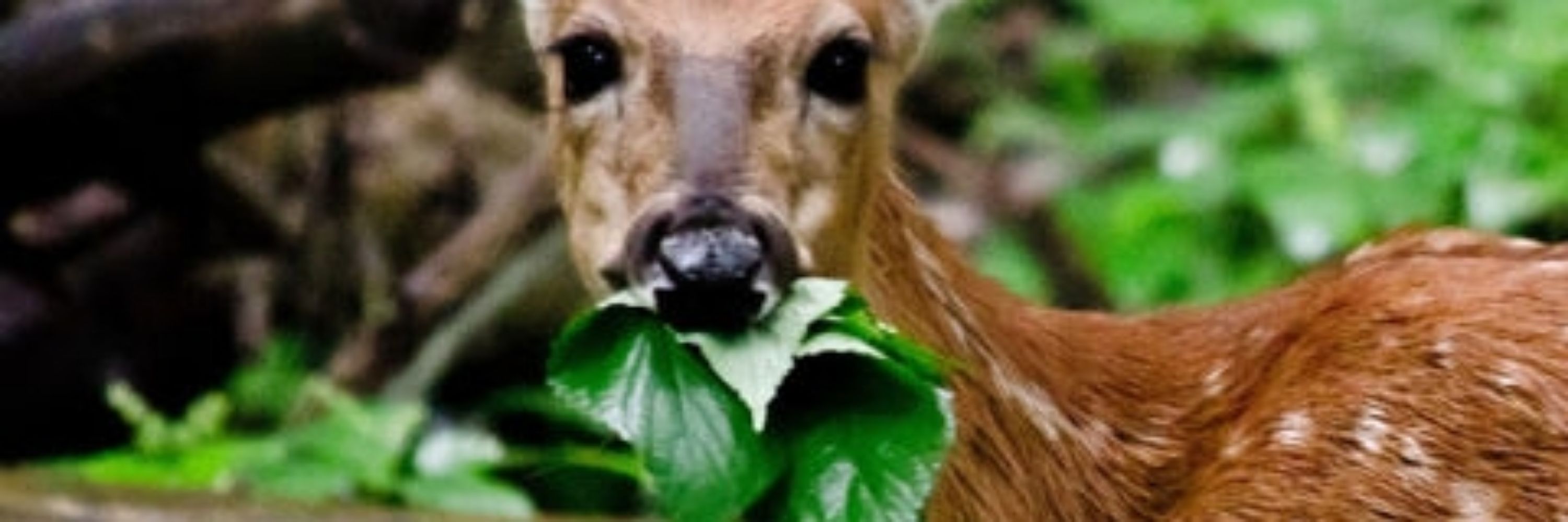 Cnut 🦌
