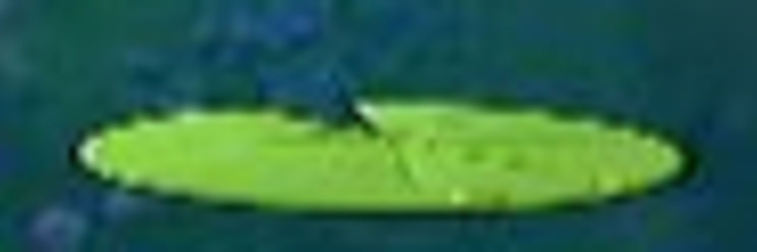 lily pad