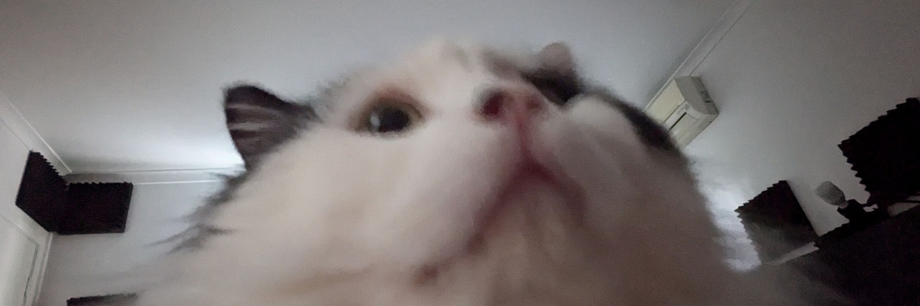 klef