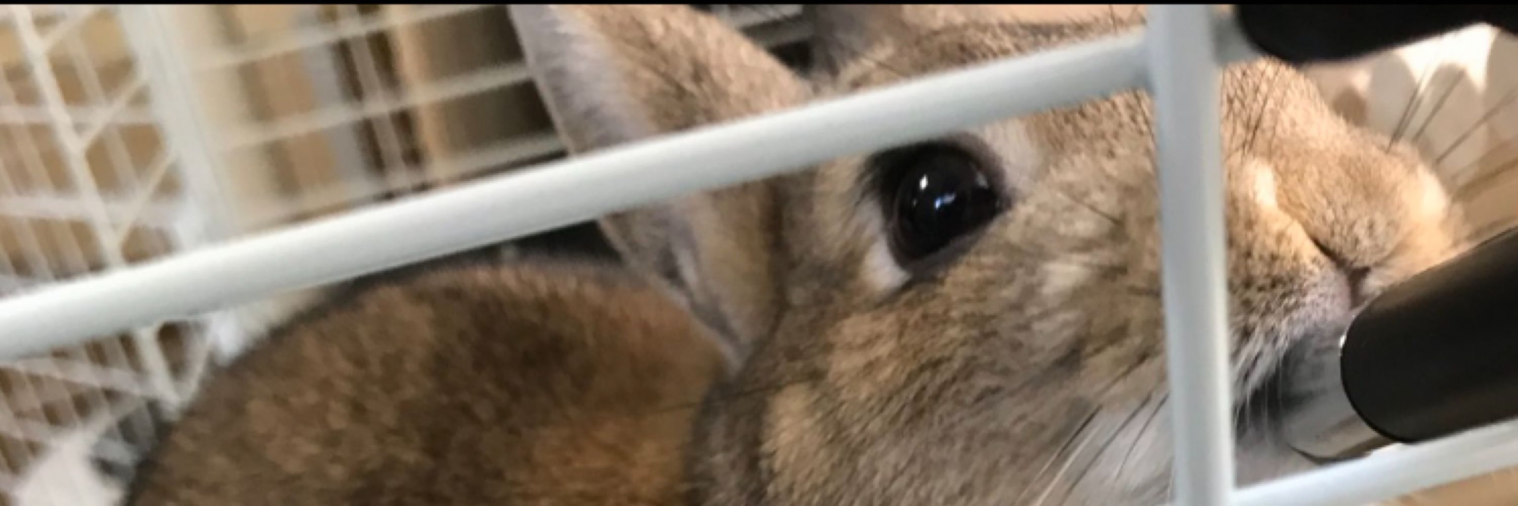 さきち