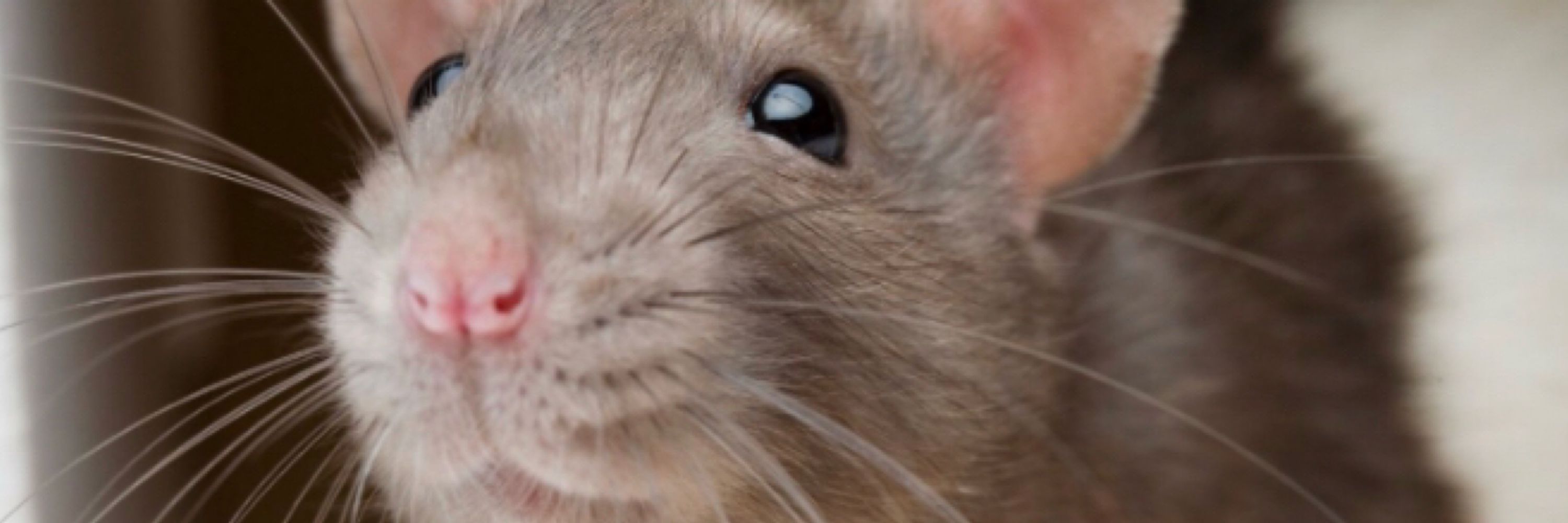 The 57th rat