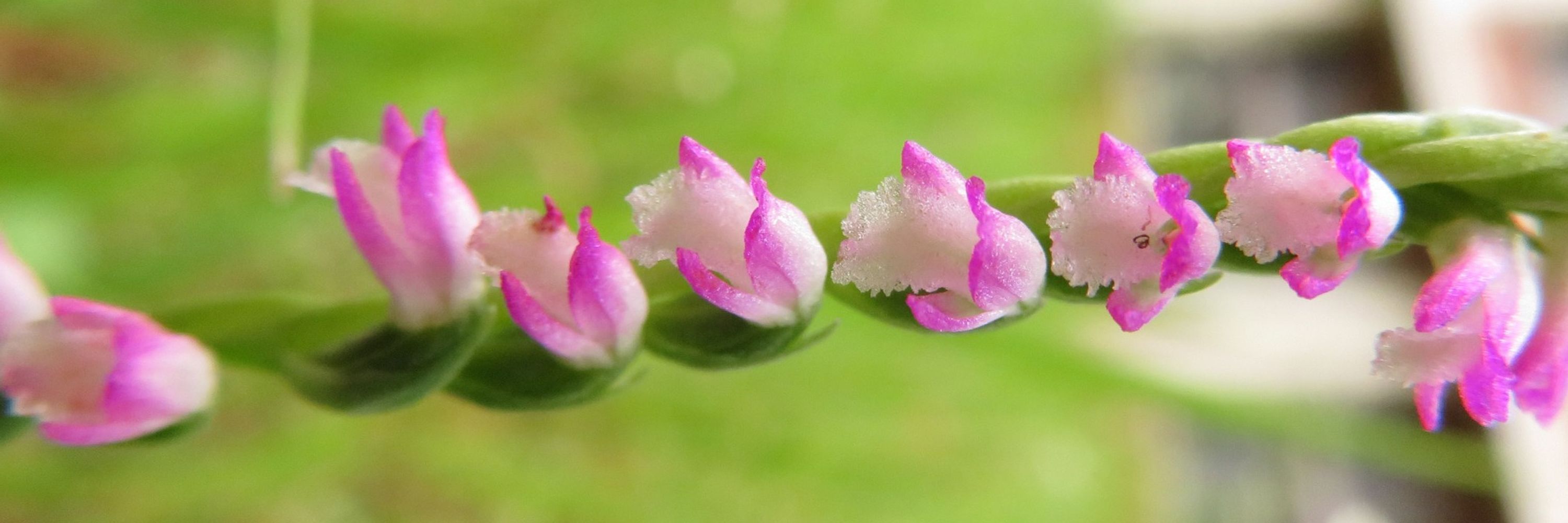 orchidfreak