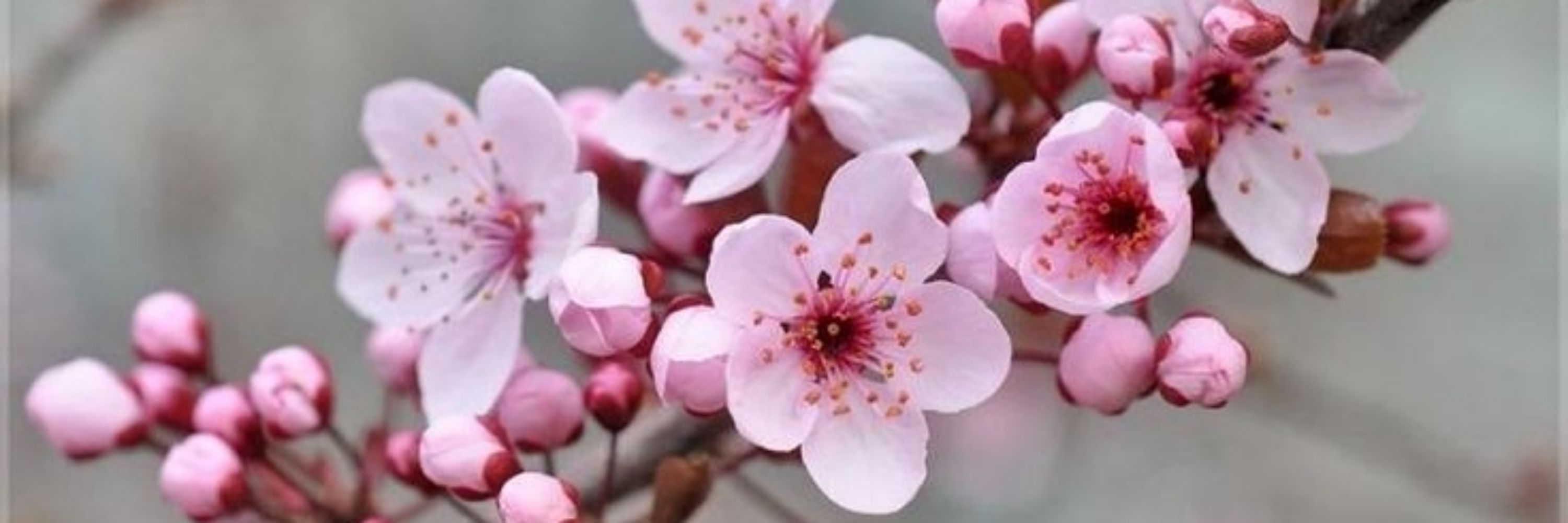 🌸