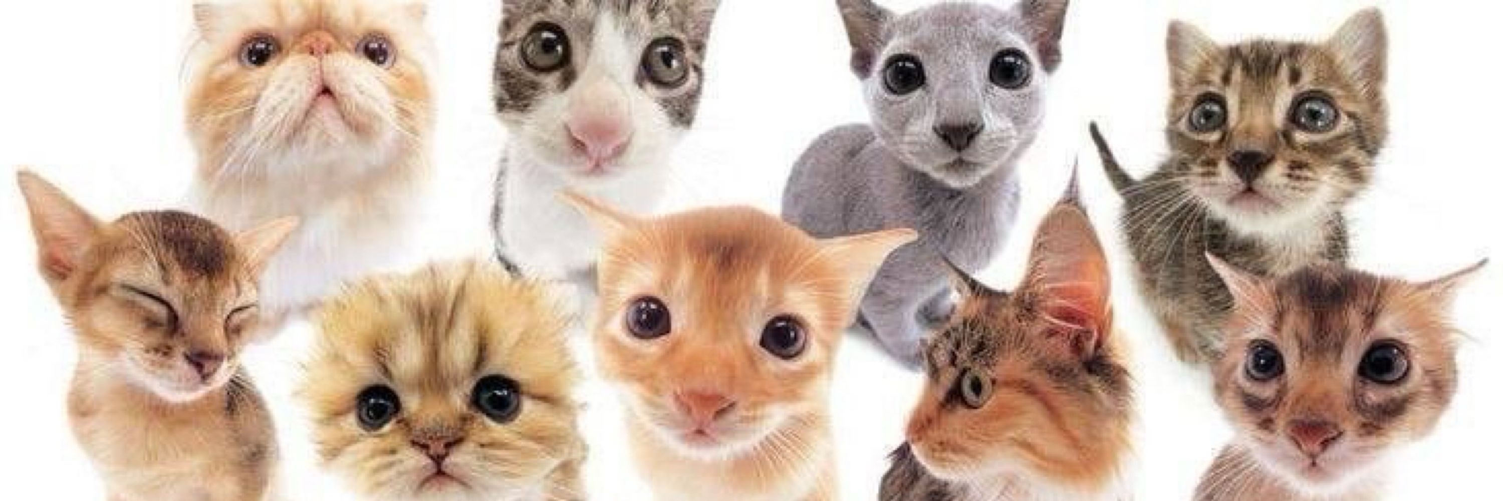🐈‍⬛