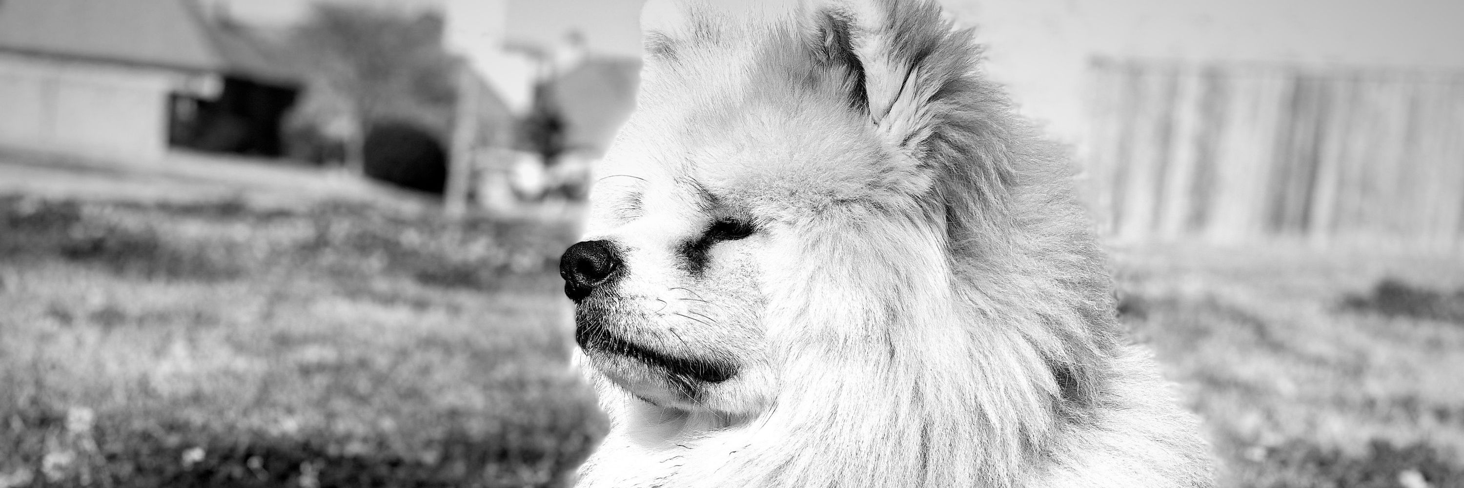 Kahu