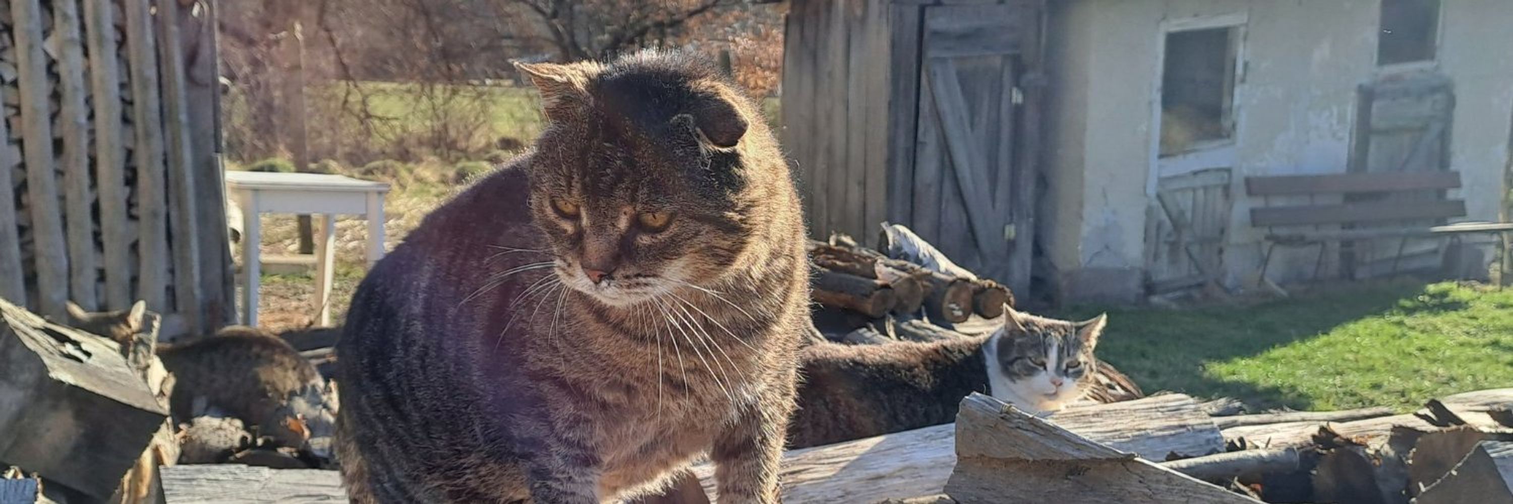 Cats from Court