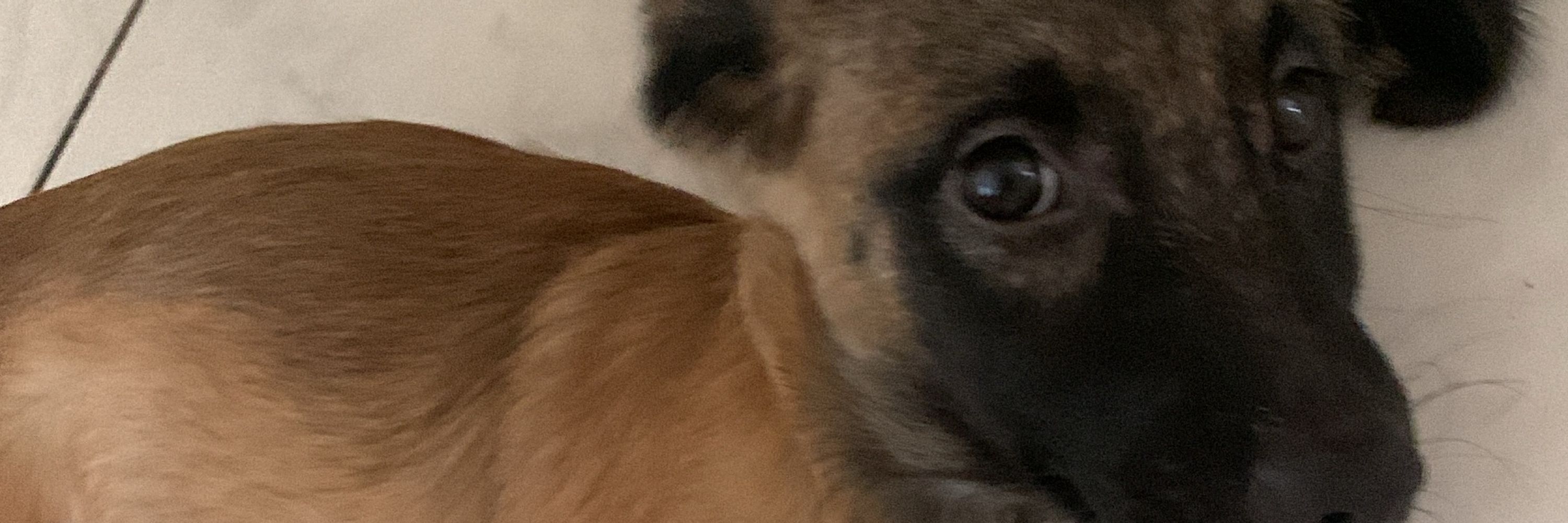 beto