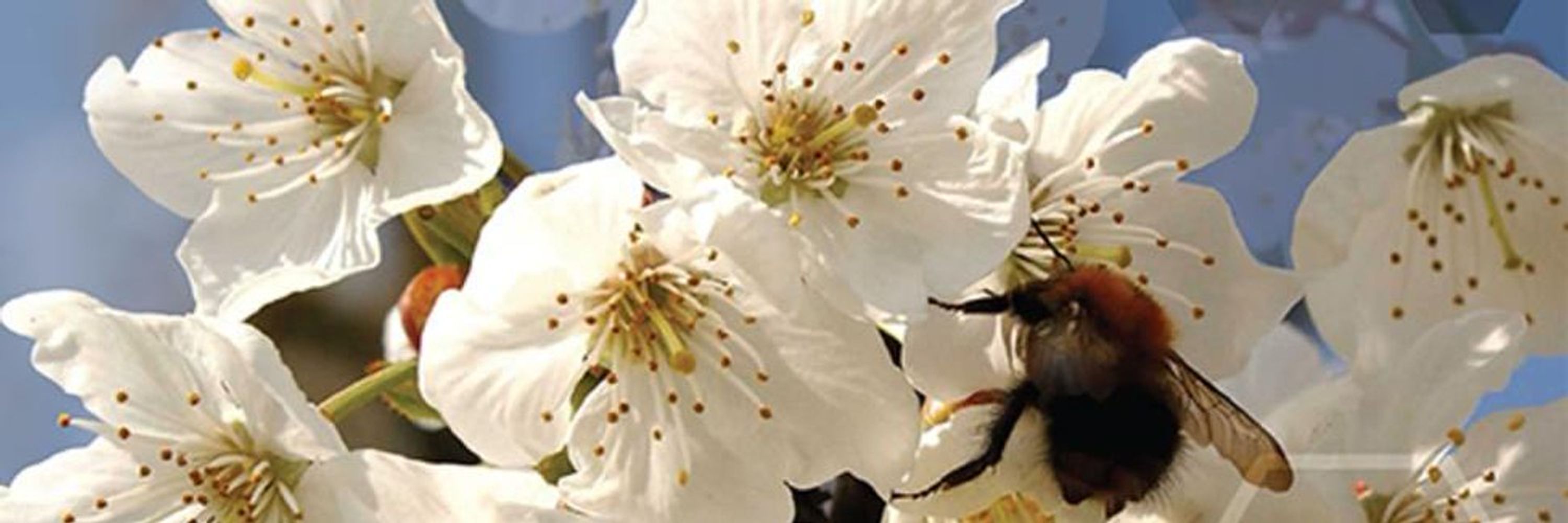 Journal Horticultural Science & Biotechnology
