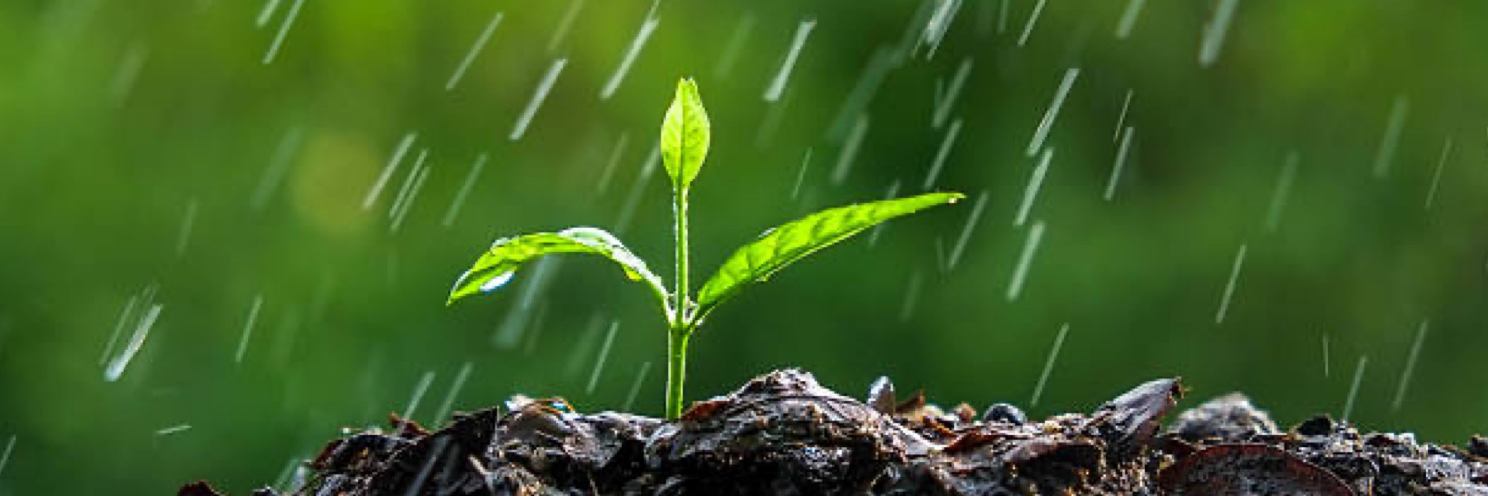 Rain
