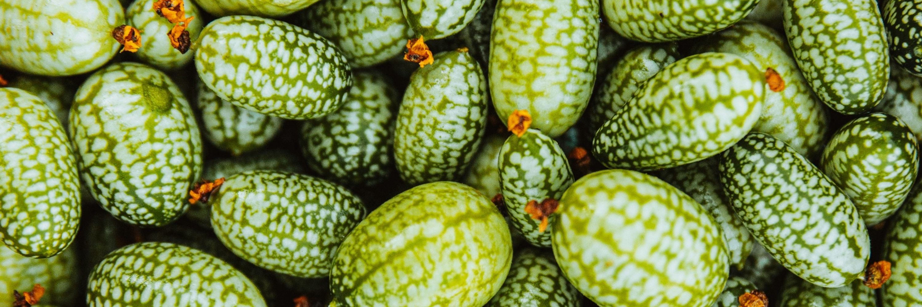 Fluffy Cucumber