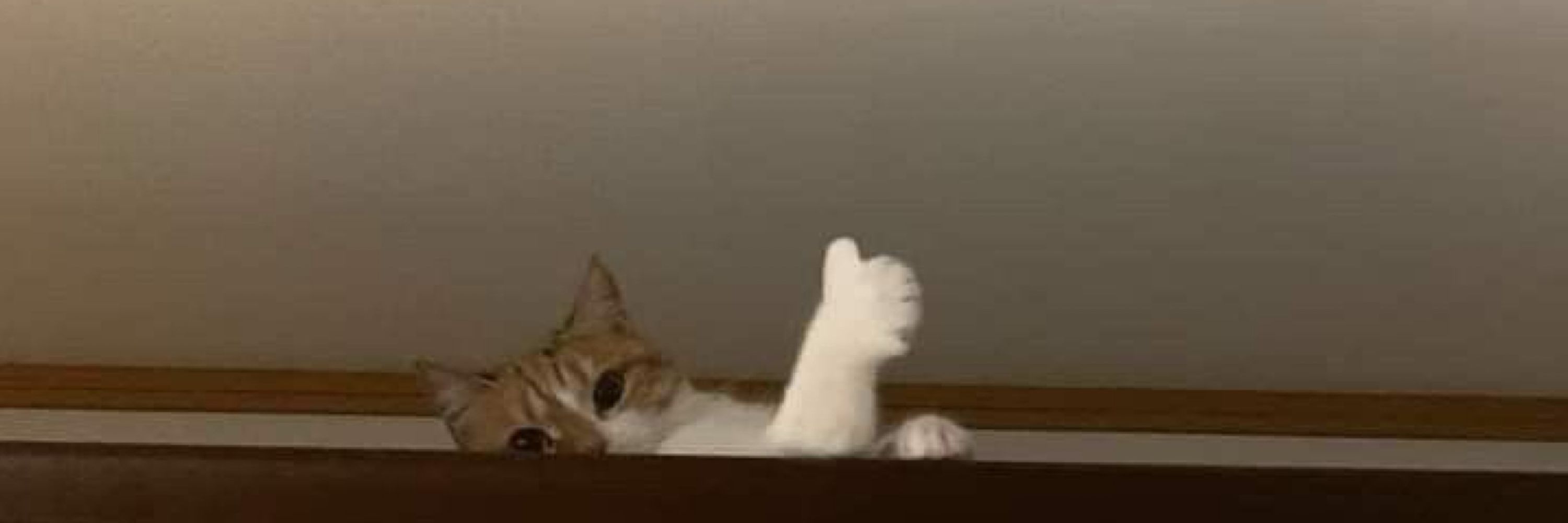 ザオ