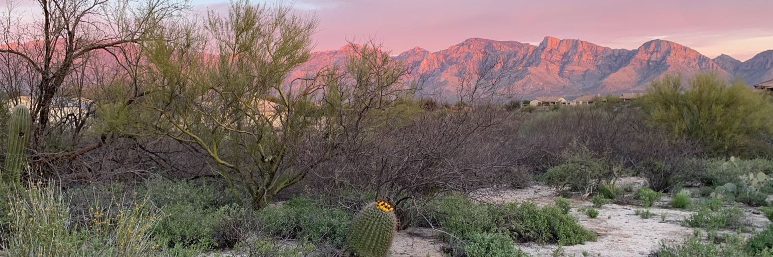 Yote🌵