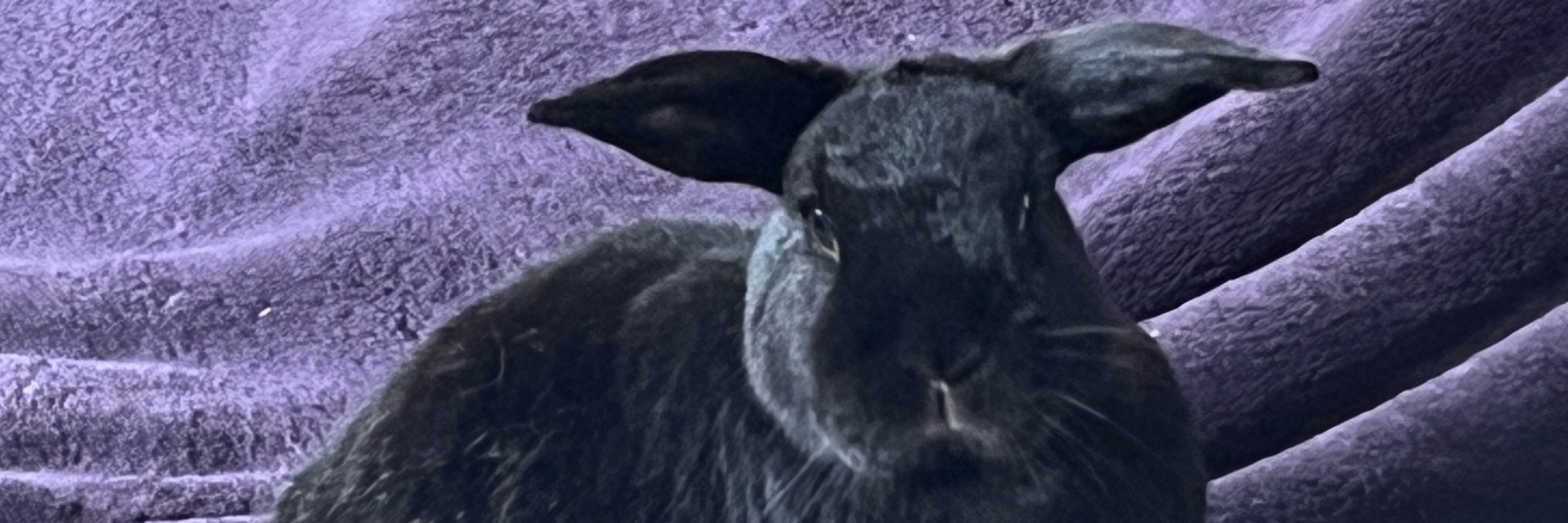 Daily Eevee