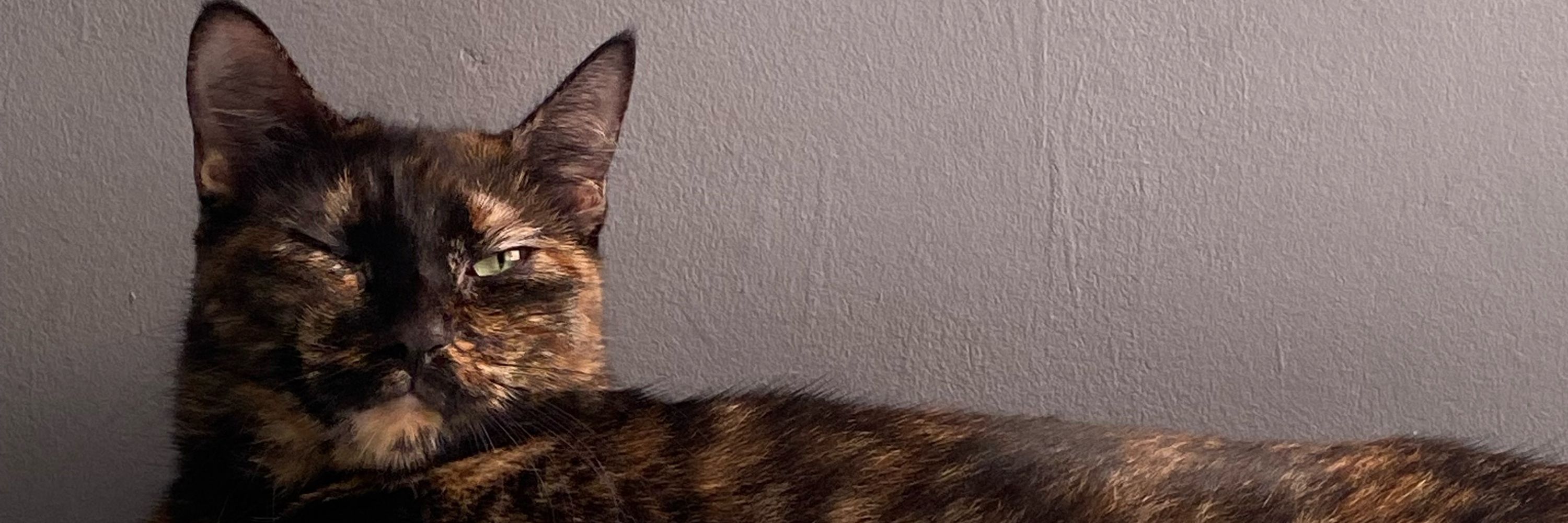 Stella Chinchilla