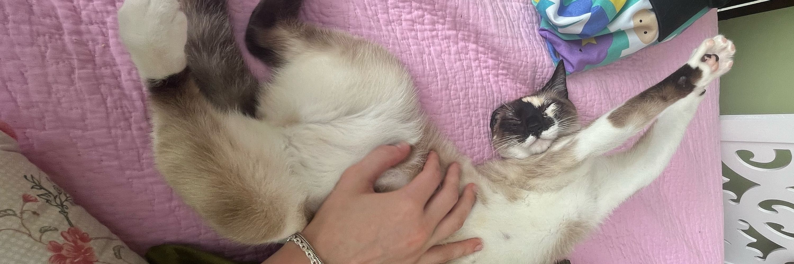 belli