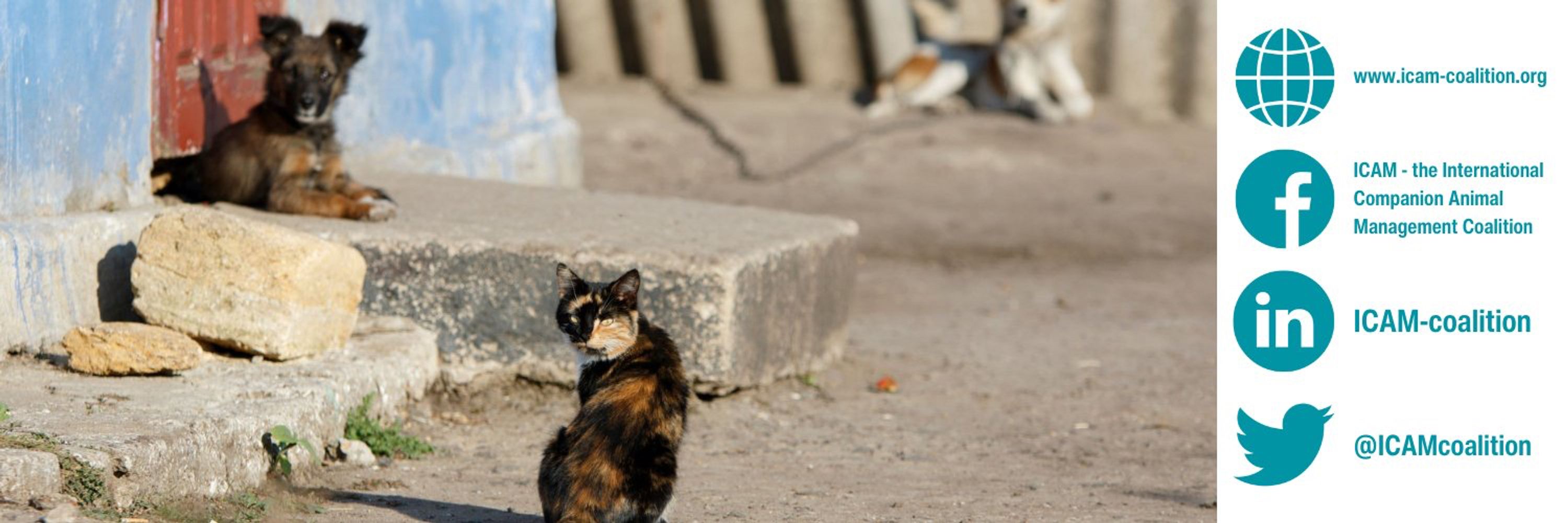 The International Companion Animal Management Coalition (ICAM)