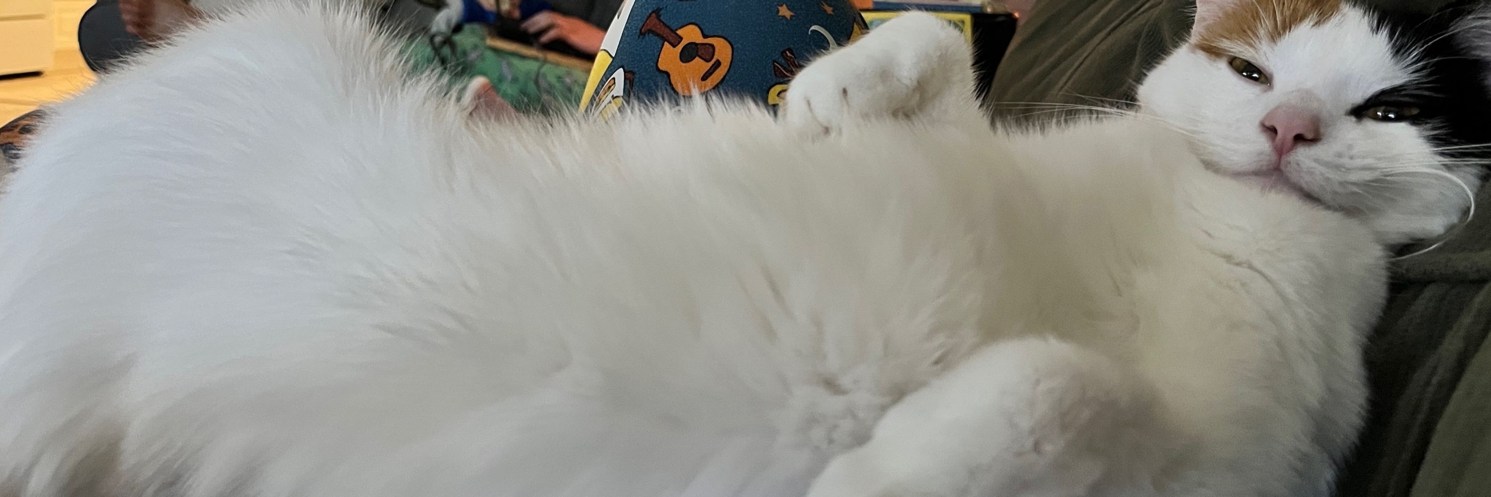 Chrissi H 🐈