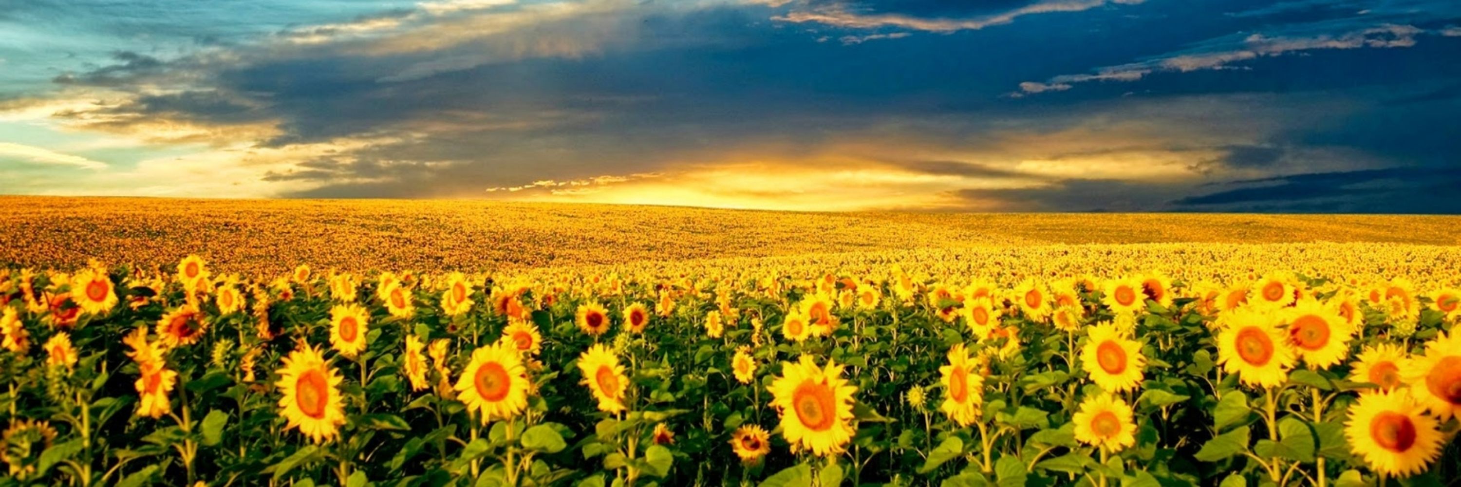 Melinda Smith🌻