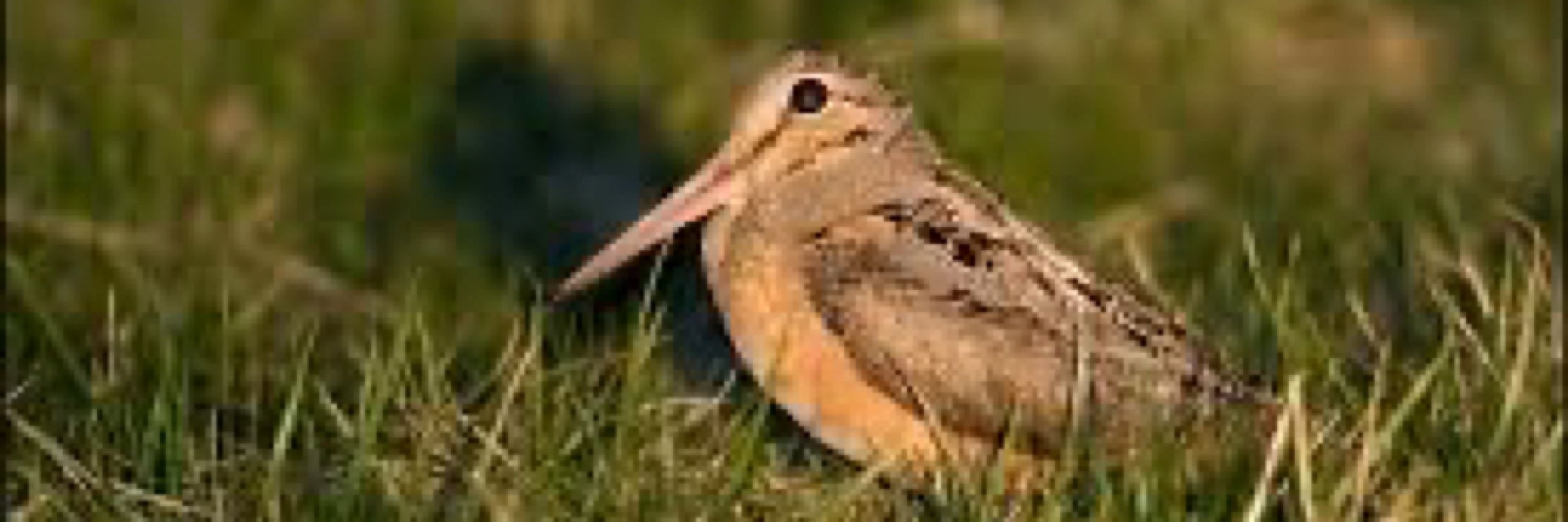 Woodcock Enthusiast