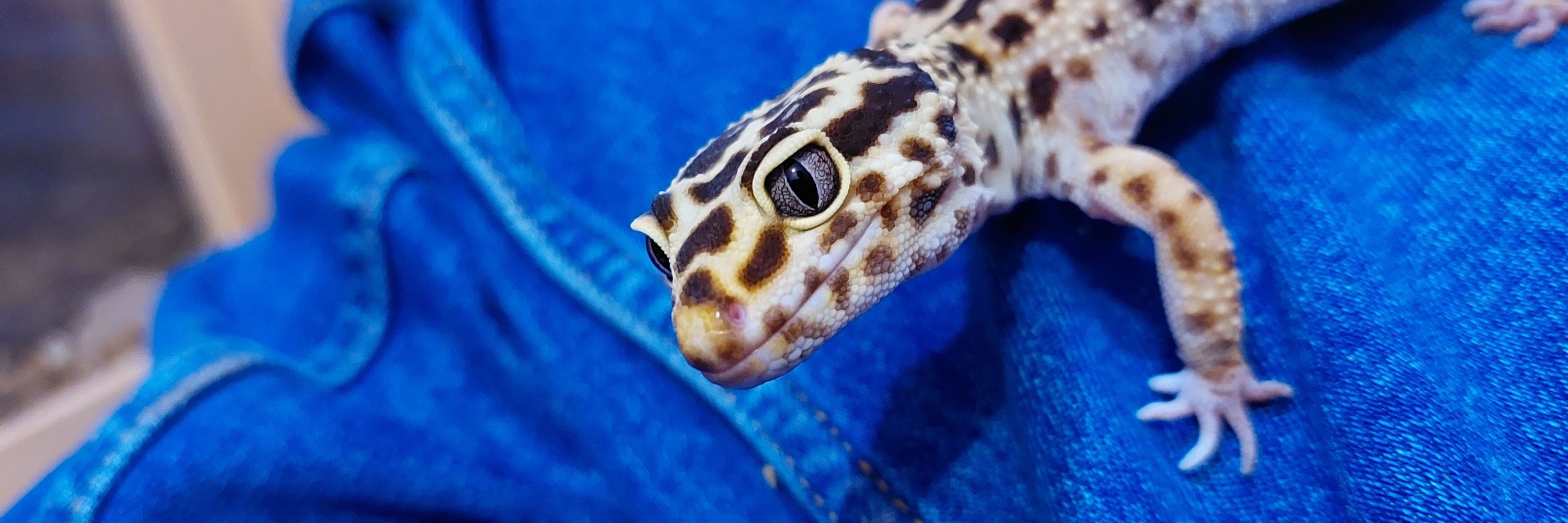 Lua 🦎🐈‍⬛