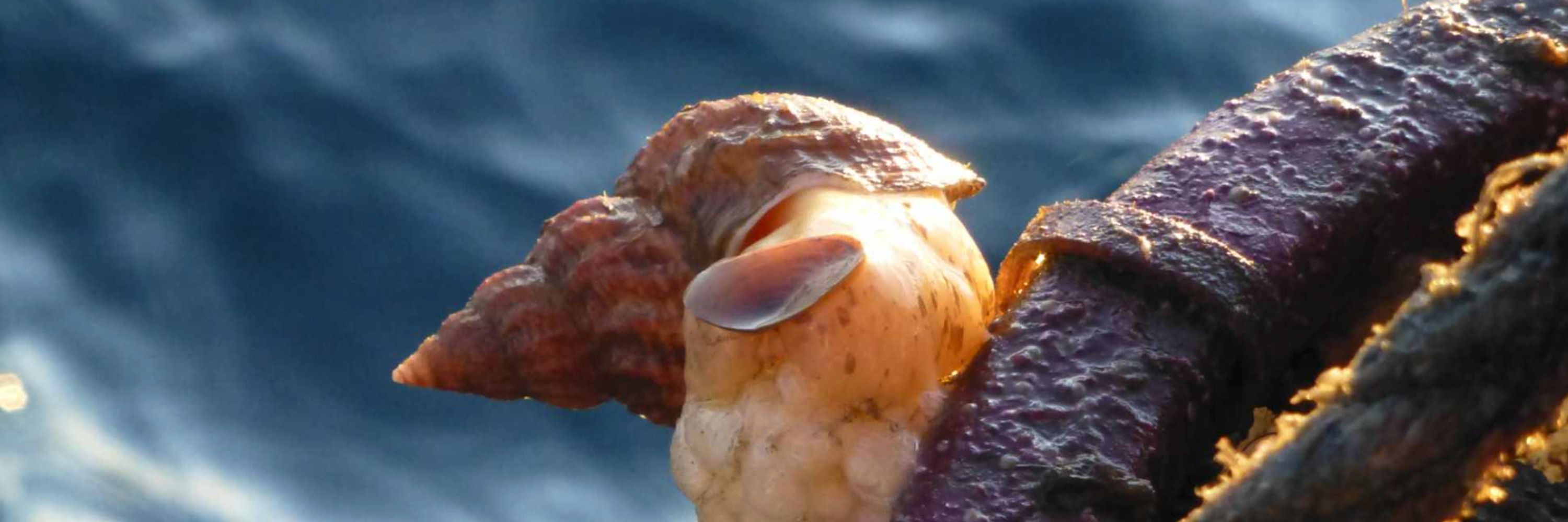Líffræðifélag Íslands (Iceland Biological Society)