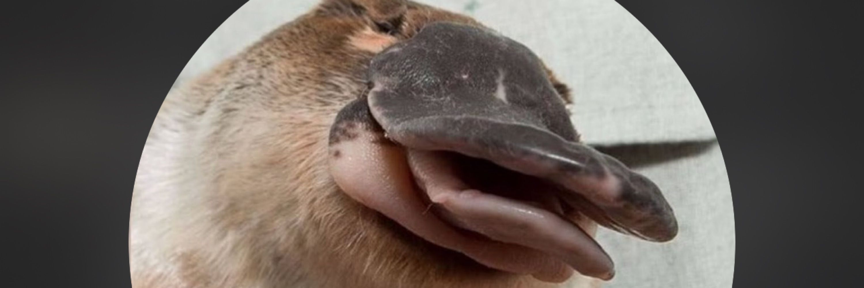 Wellingtonchunckler