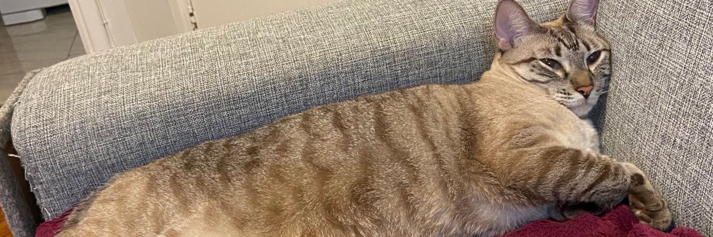 pedro