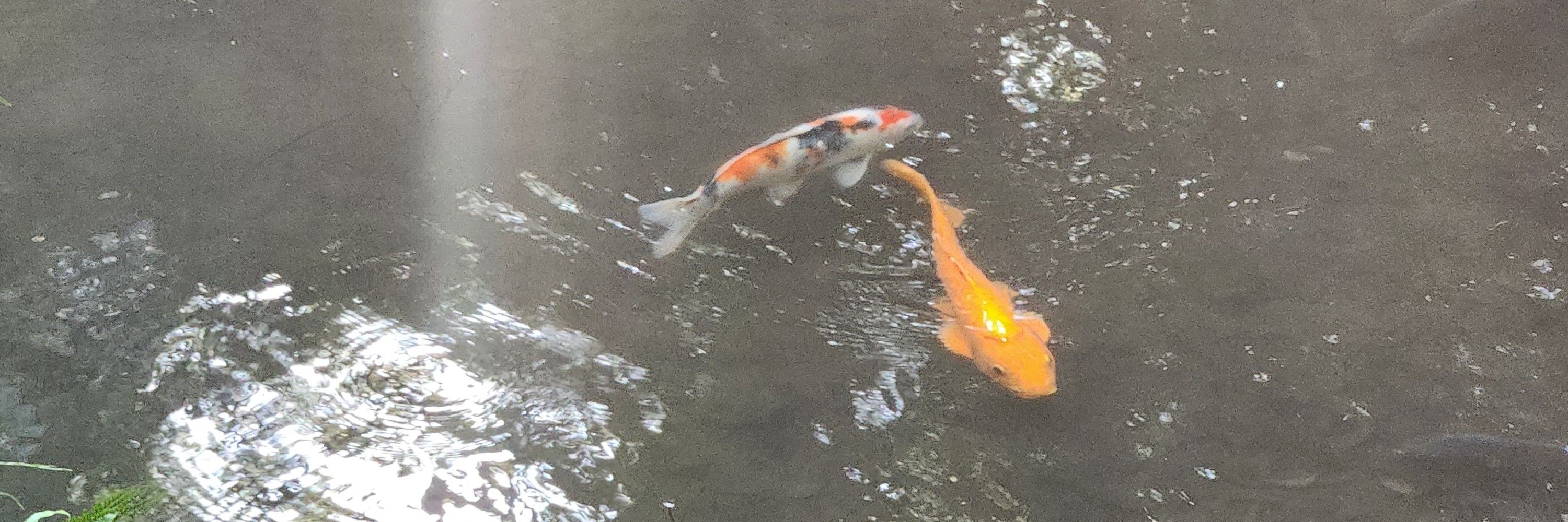 イヴ