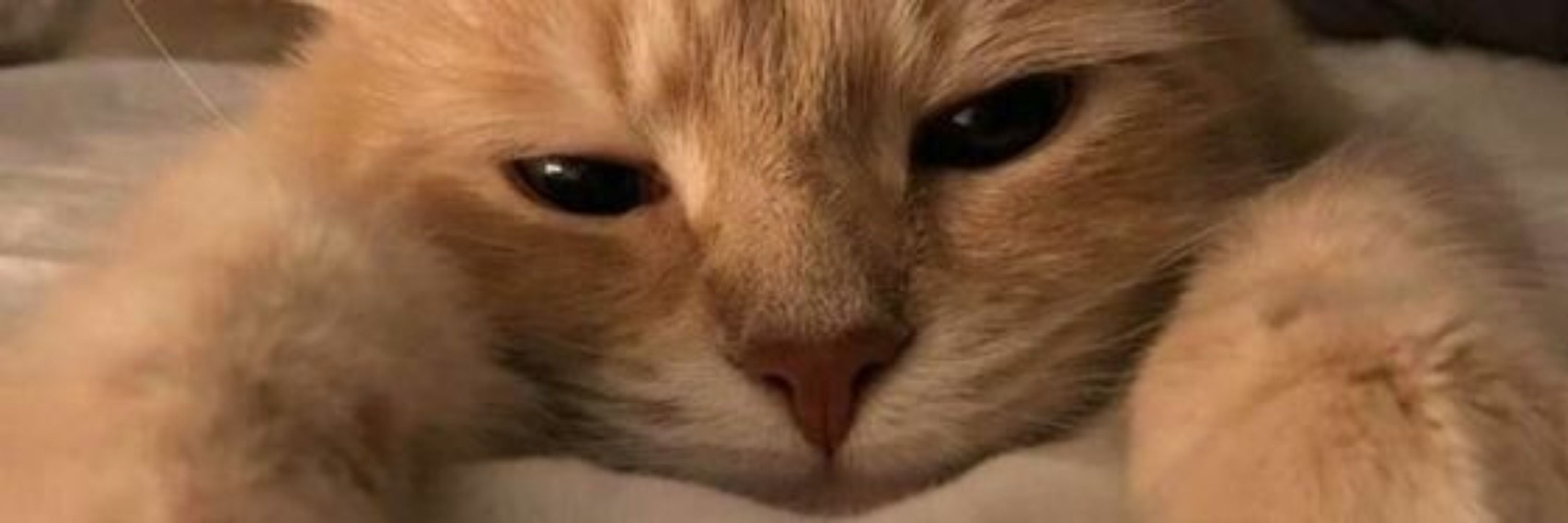 gutta 猫