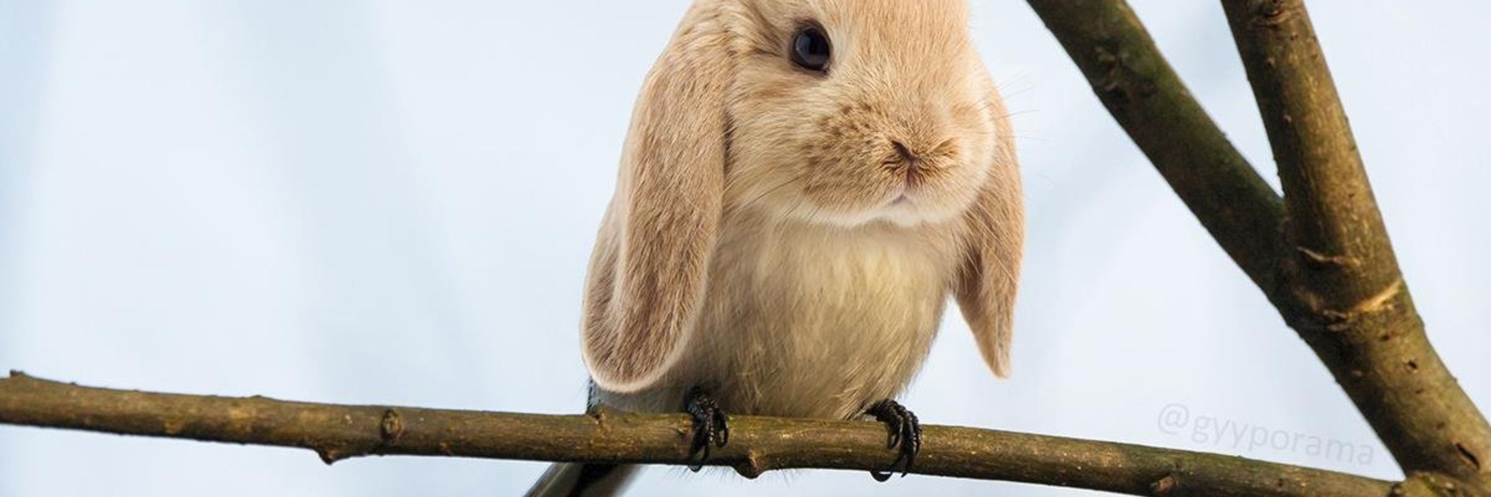 Purlas