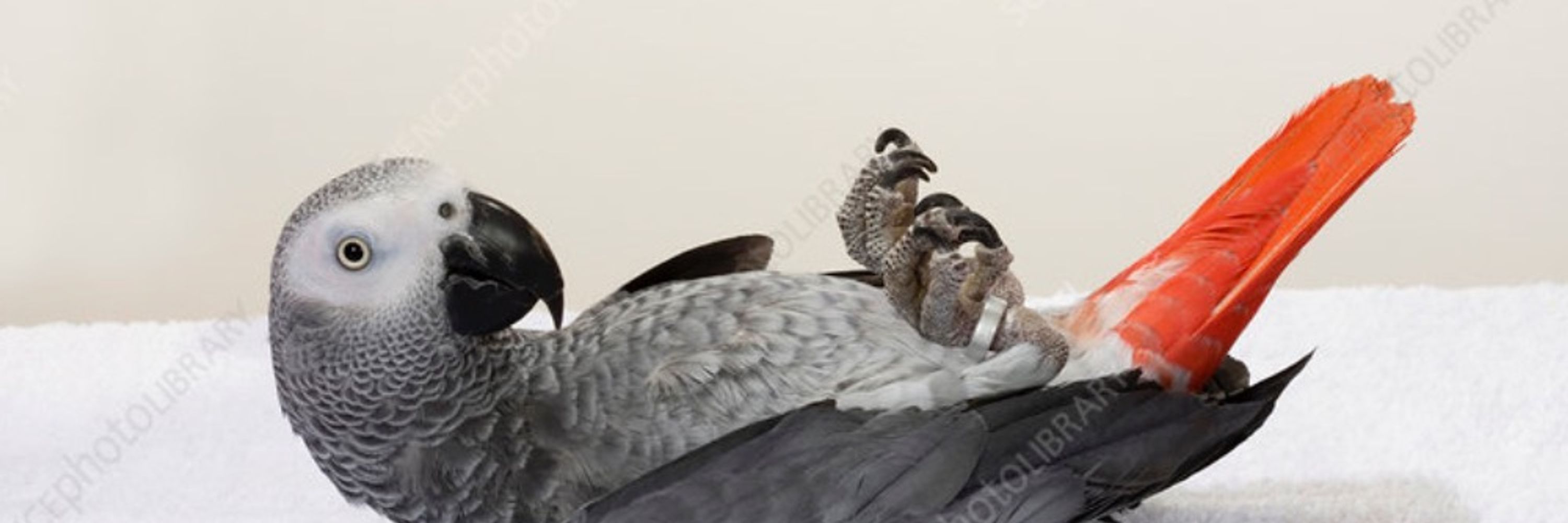 🦉ᖴIGᘔET νση ᑭᑌᗪᗪIᑎG ɬɧɛ ᑕOᑎᖴᑌᔕEᗪ (Parroty Acct)🦜