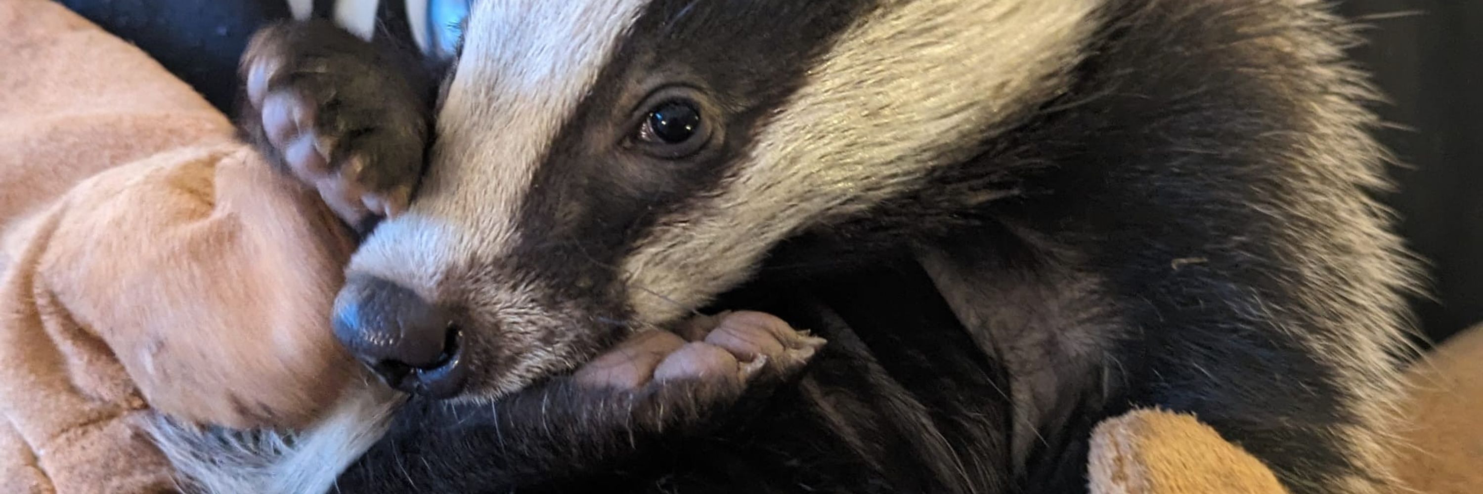 Calderdale Badger Protection Group