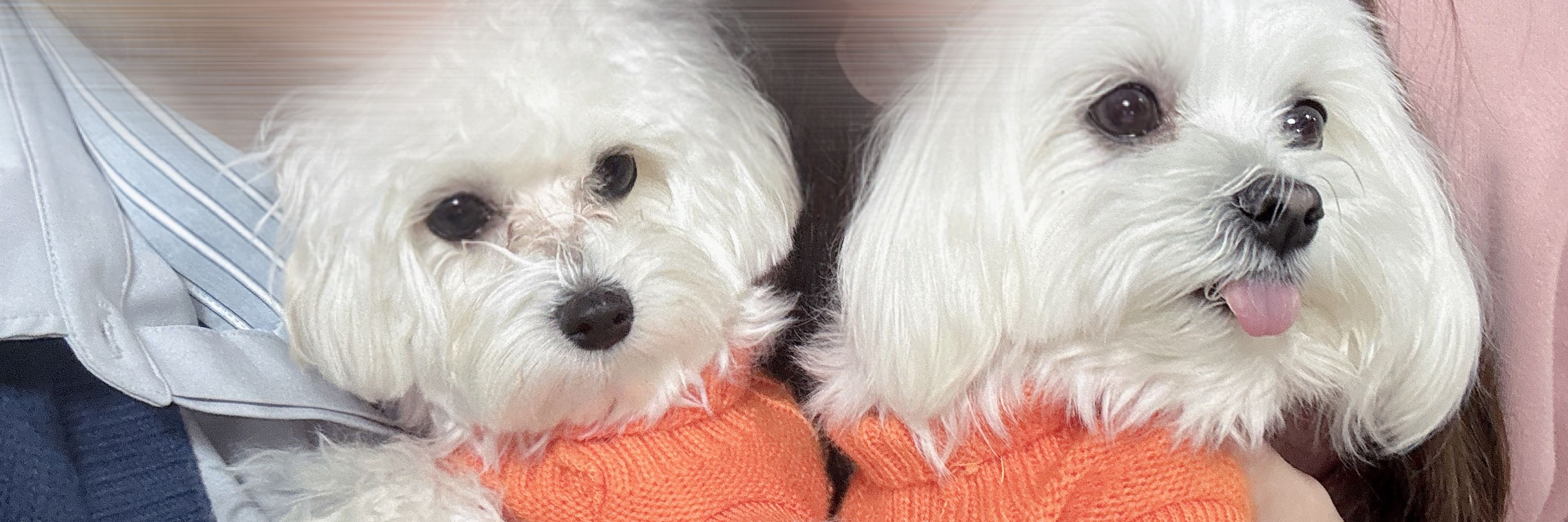 犬甘まるり🐾
