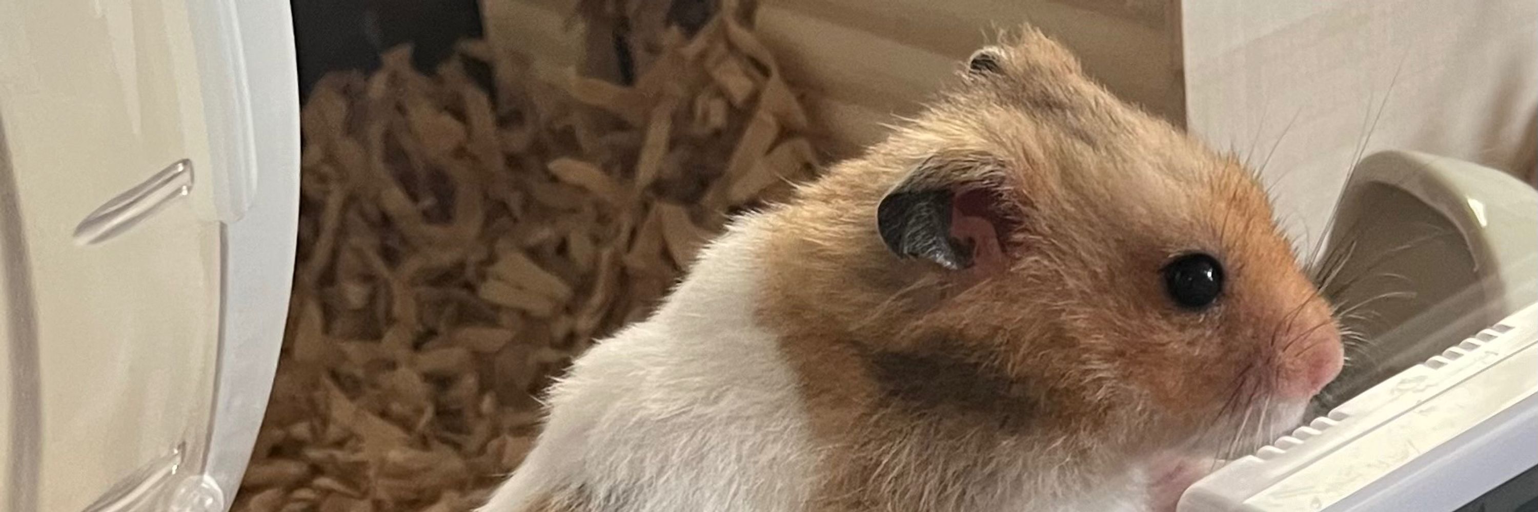 もじゃみ🐹🐿️🐿️お世話係