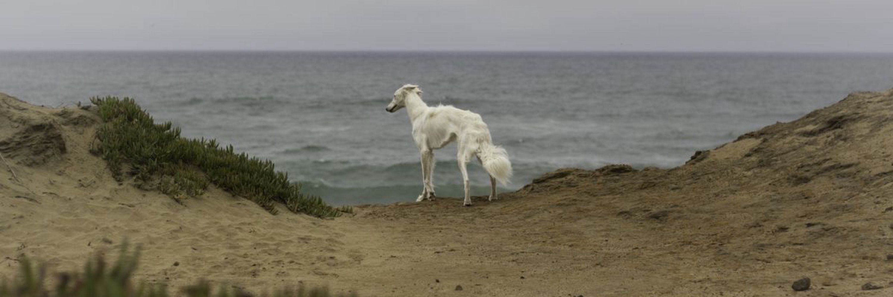 Borzoi of the day
