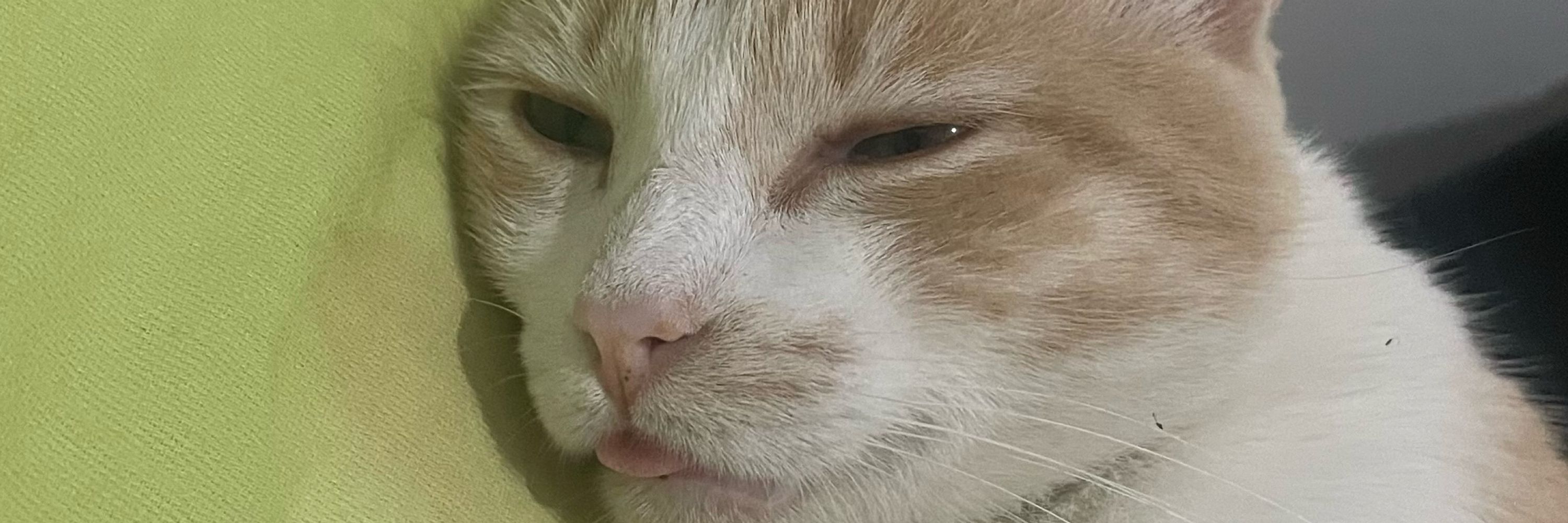 Jai