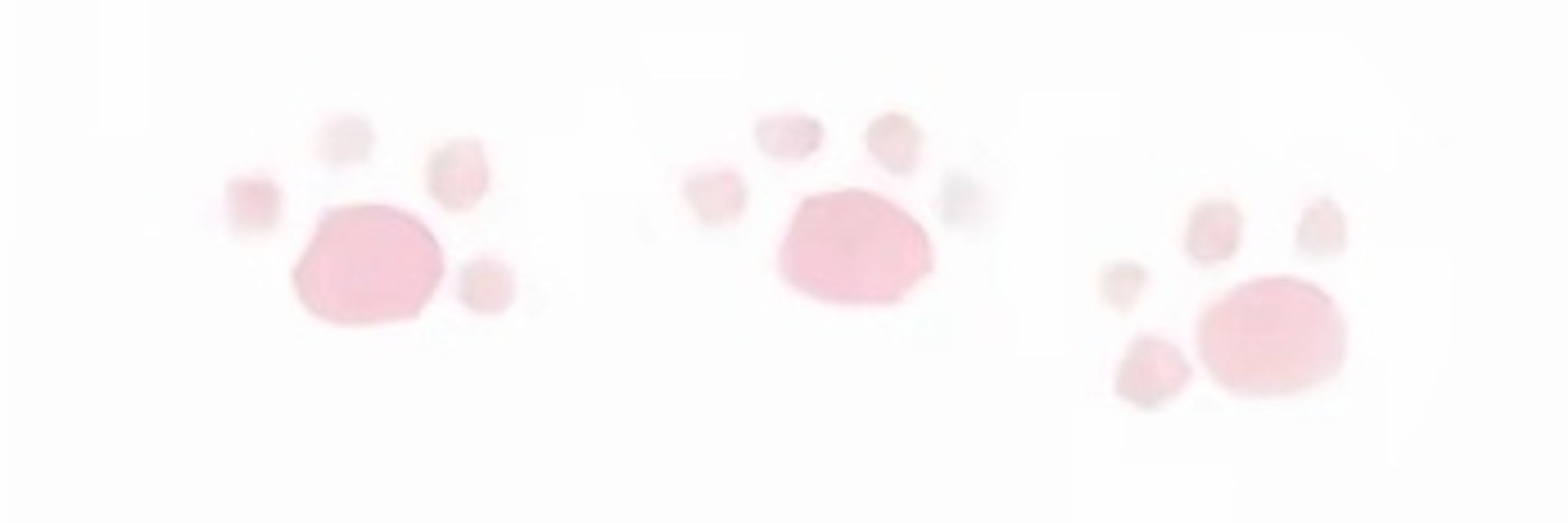 桃乐乐🐾