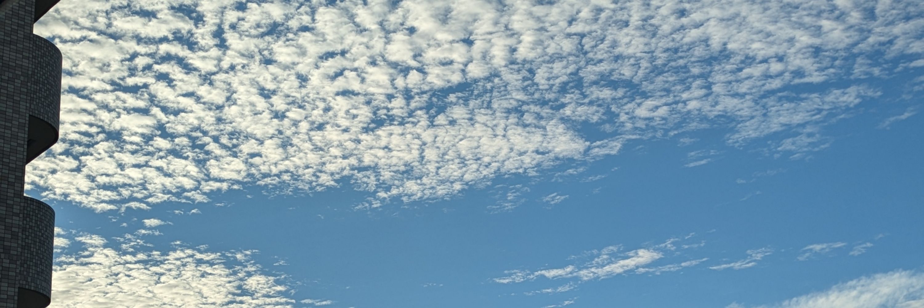 海月