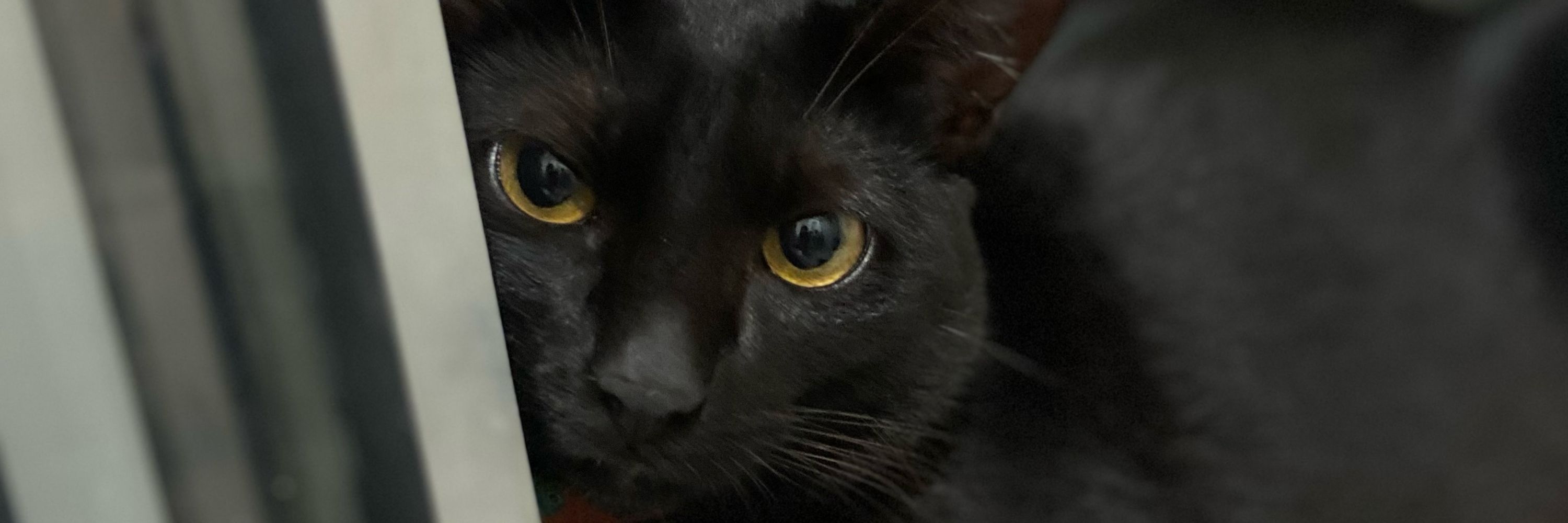 maiza 