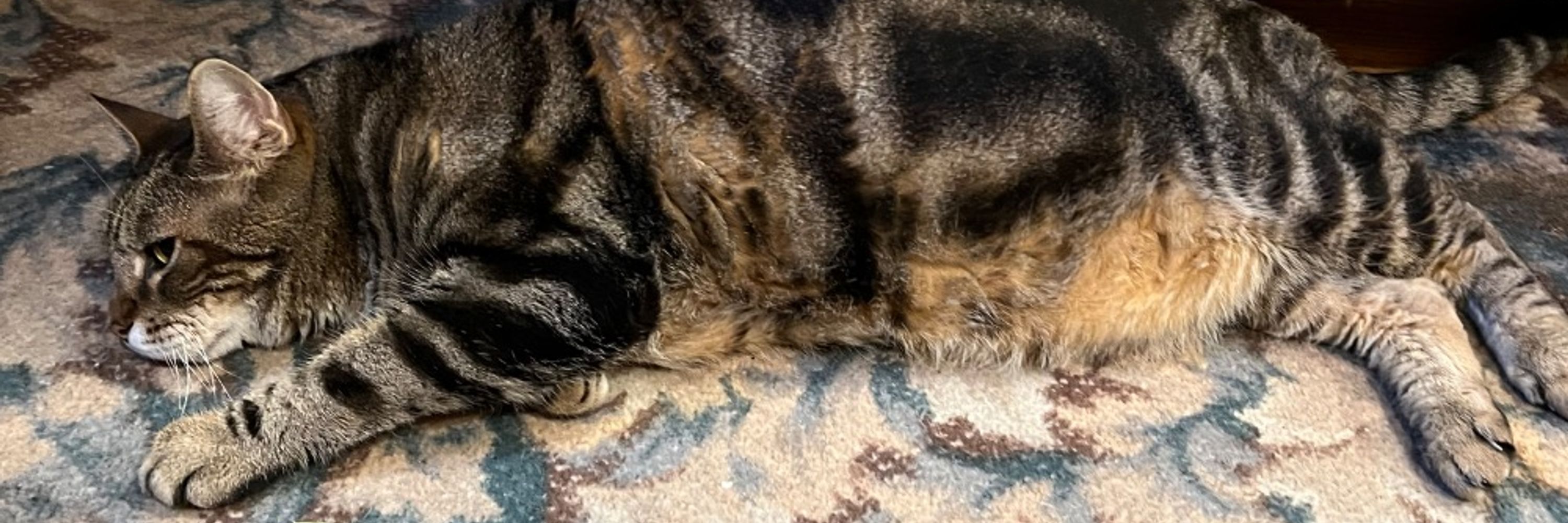 Sleepy Captain Kyoshii