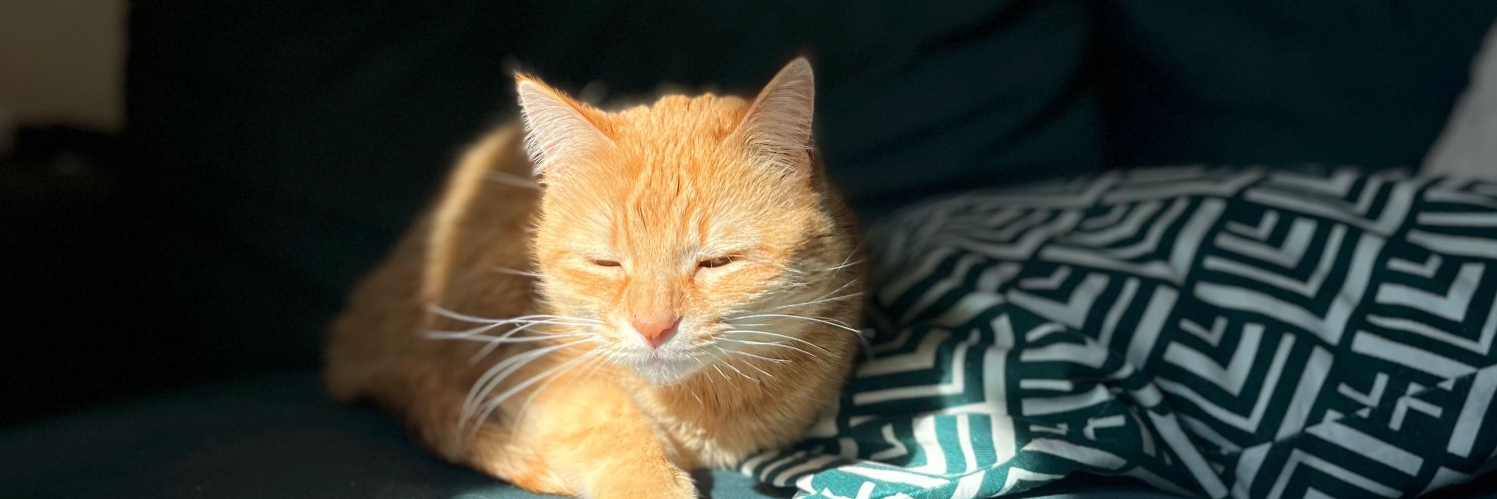 Gyrinus