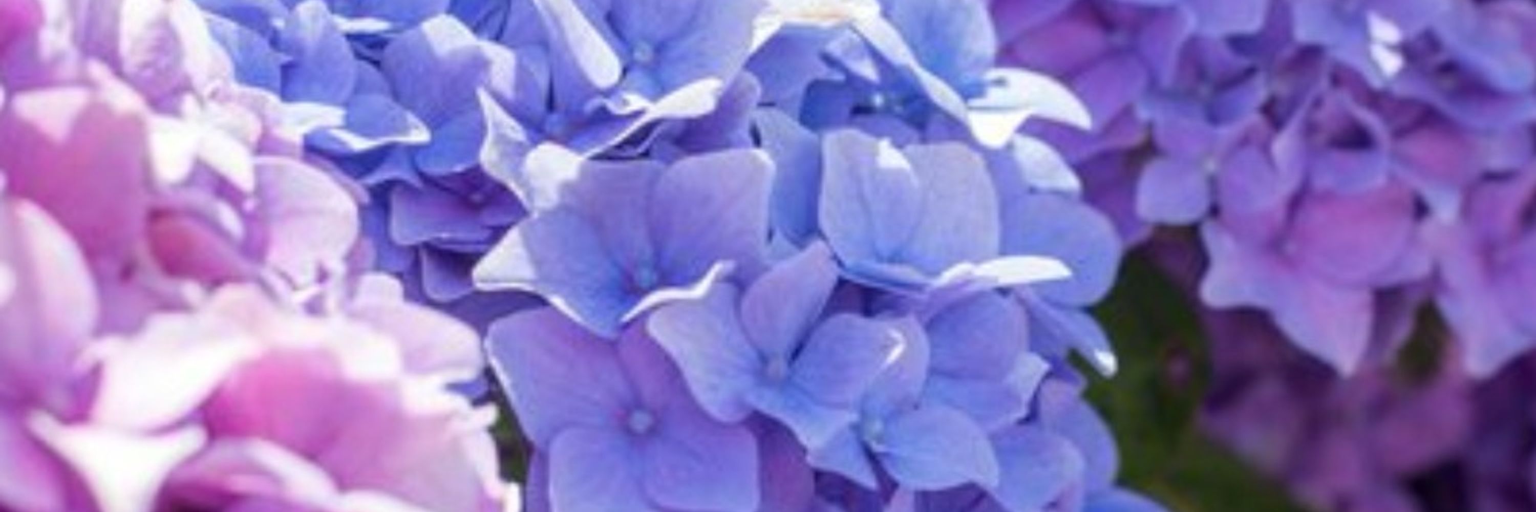 💮 Flora 🌸