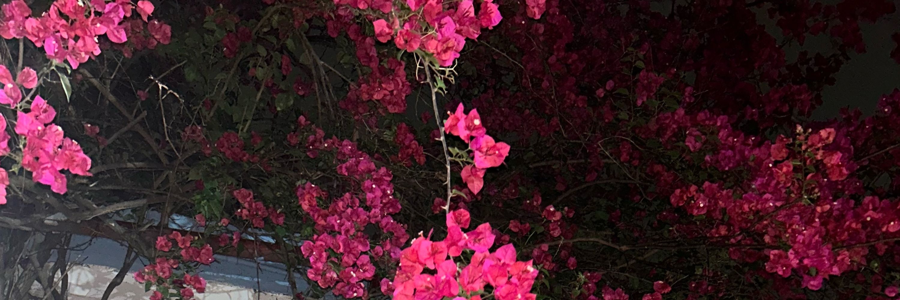 luquinhas 
