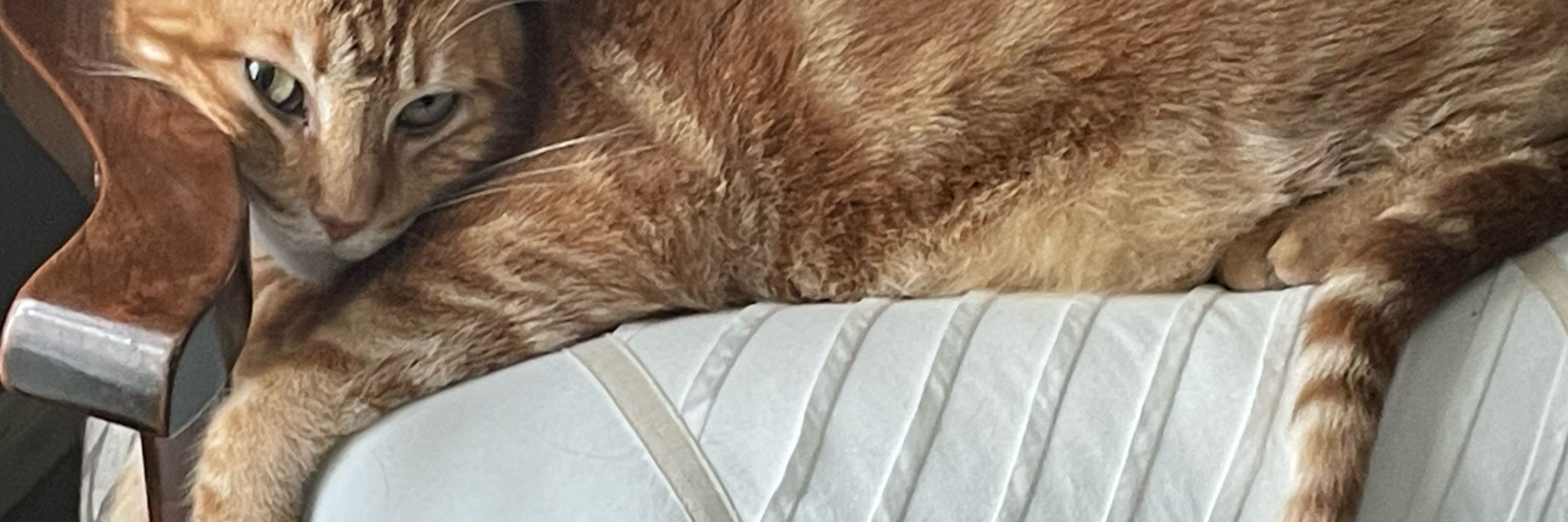pbcatlover