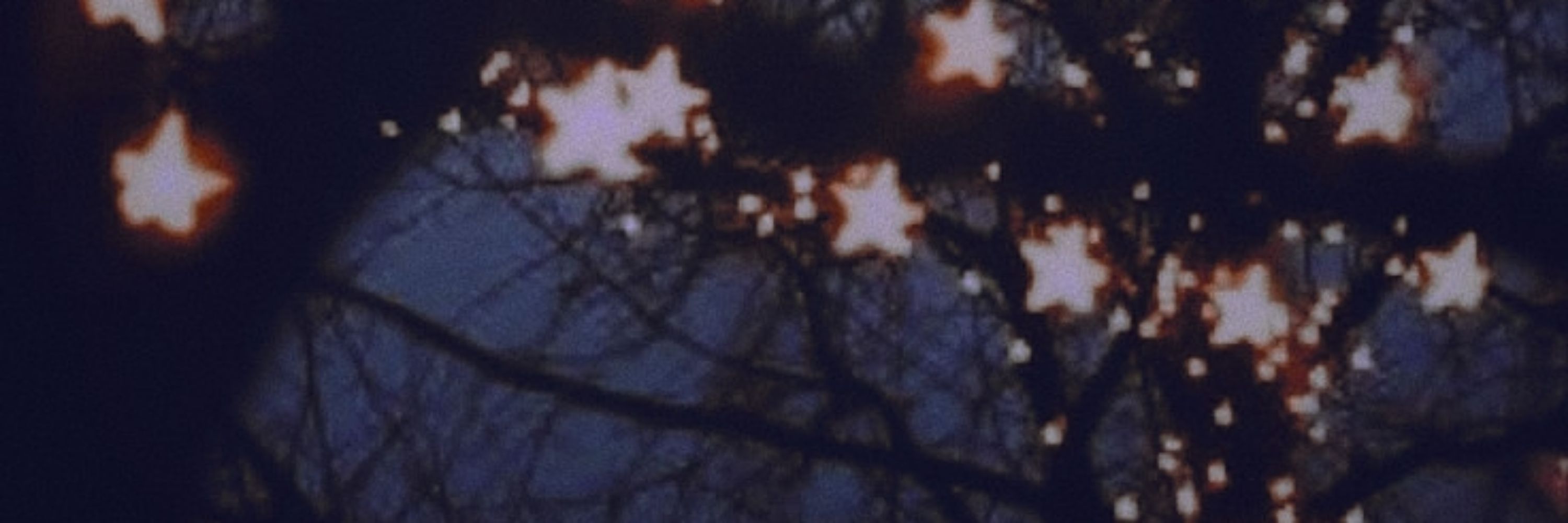 Nova | Let the wind lead